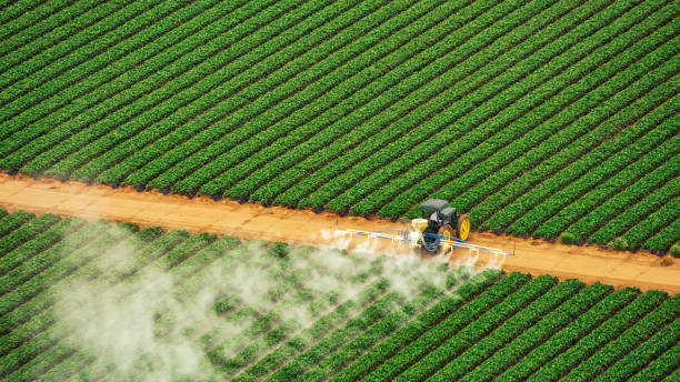 Best Exterminator Services  in Carencro, LA