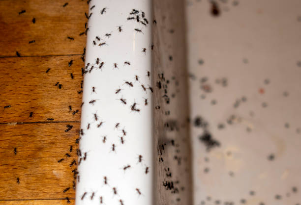 Best Affordable Pest Control Services  in Carencro, LA