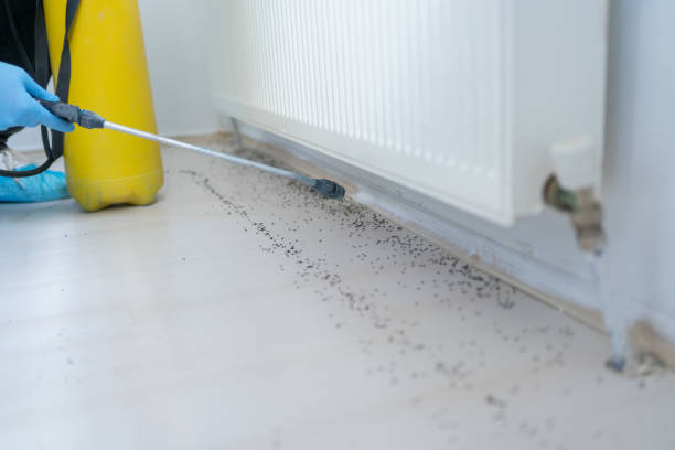 Best Affordable Exterminators  in Carencro, LA