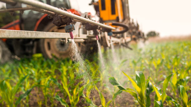 Best Local Pest Control Services  in Carencro, LA